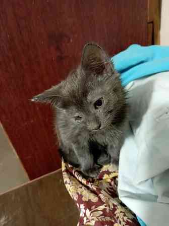 Отдам котят Донецк