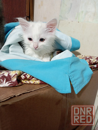 Отдам котят Донецк - изображение 1