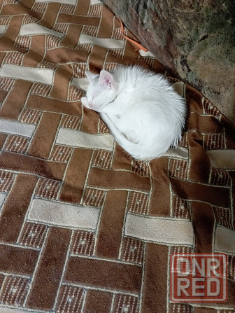 Отдам котят Донецк - изображение 3