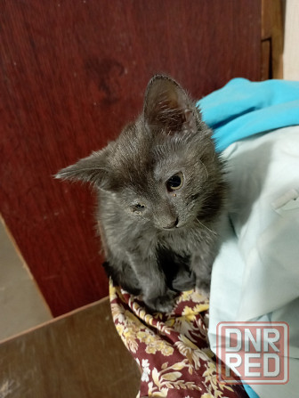 Отдам котят Донецк - изображение 2