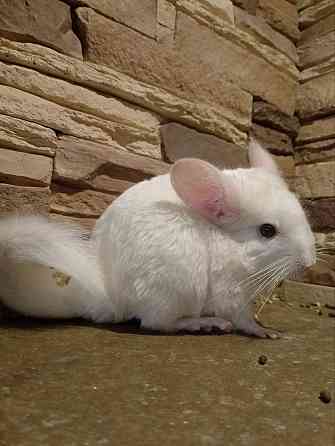 Продам щенка шиншилы Донецк