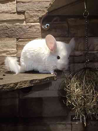 Продам щенка шиншилы Донецк