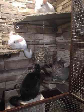 Продам щенка шиншилы Донецк