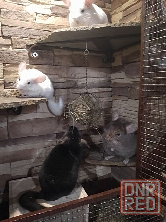 Продам щенка шиншилы Донецк - изображение 2