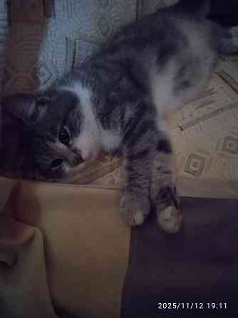 Животные Донецк