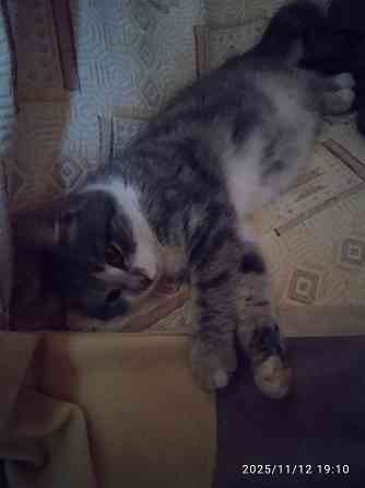 Животные Донецк