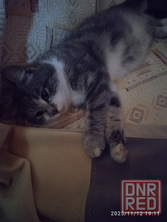 Животные Донецк - изображение 1