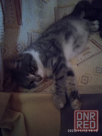 Животные Донецк - изображение 2