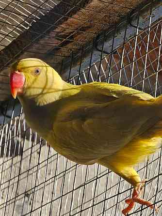 Продам ожереловых попугаев Шахтерск