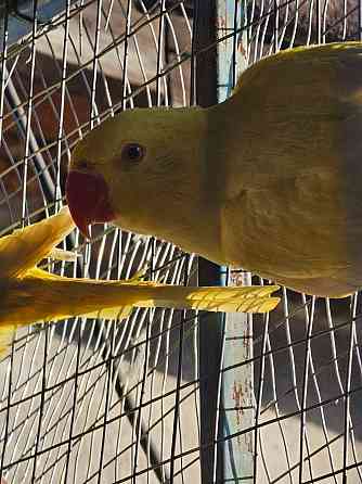 Продам ожереловых попугаев Шахтерск