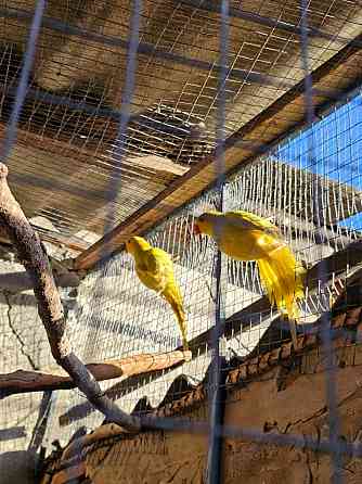 Продам ожереловых попугаев Шахтерск