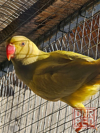 Продам ожереловых попугаев Шахтерск - изображение 1