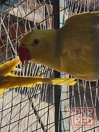 Продам ожереловых попугаев Шахтерск - изображение 3