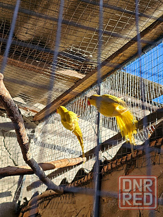 Продам ожереловых попугаев Шахтерск - изображение 2