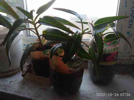 Продаются ростки каланхоэ Дегремона Макеевка