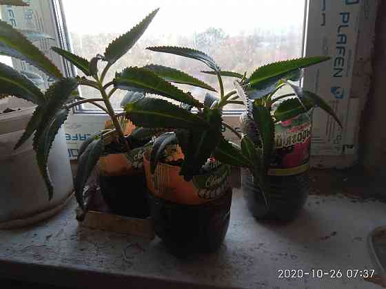 Продаются ростки каланхоэ Дегремона Макеевка