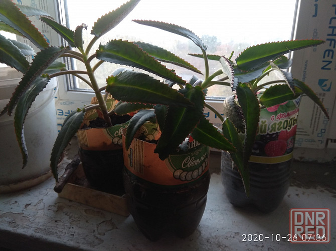 Продаются ростки каланхоэ Дегремона Макеевка - изображение 1