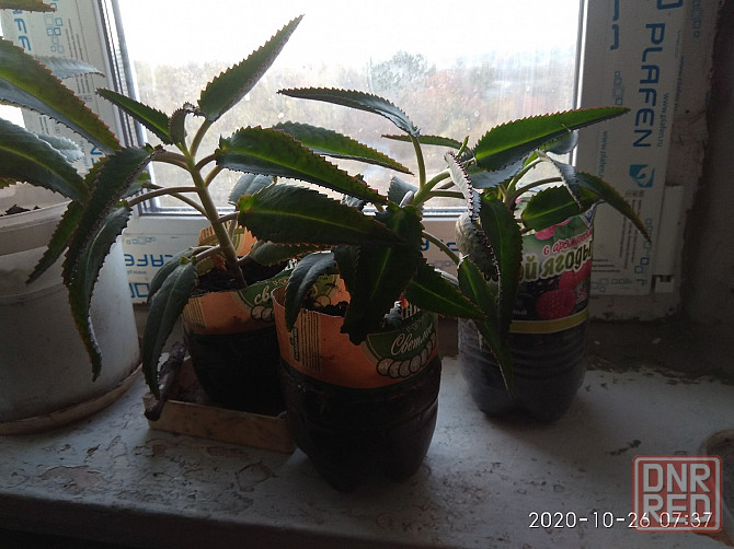 Продаются ростки каланхоэ Дегремона Макеевка - изображение 2