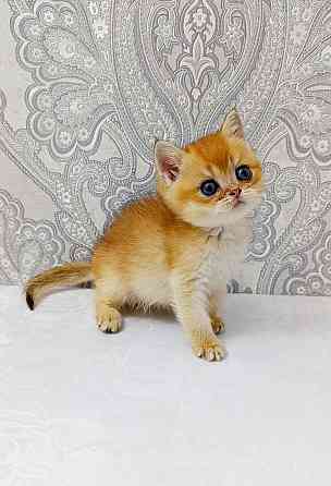 Мальчик британец Донецк