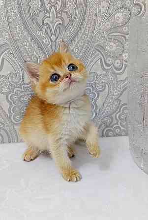 Мальчик британец Донецк