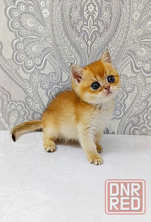 Мальчик британец Донецк - изображение 4