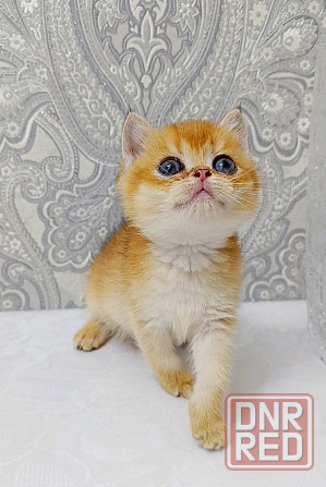 Мальчик британец Донецк - изображение 1