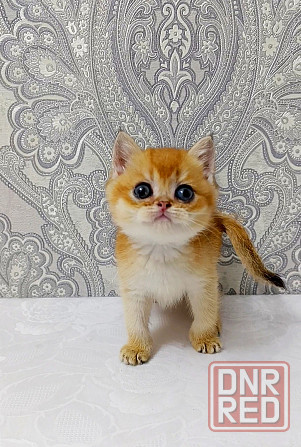 Мальчик британец Донецк - изображение 5