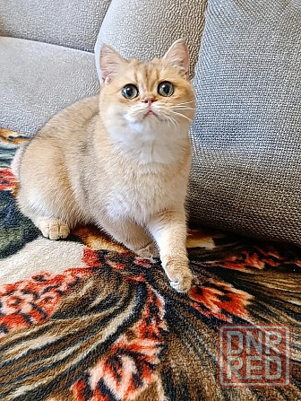 Мальчик британец Донецк - изображение 8