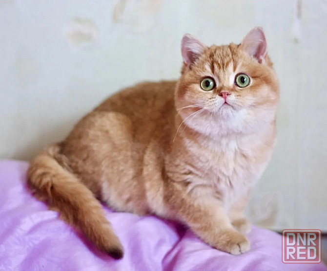 Мальчик британец Донецк - изображение 7