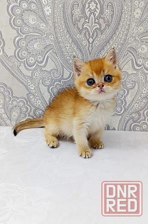 Мальчик британец Донецк - изображение 6