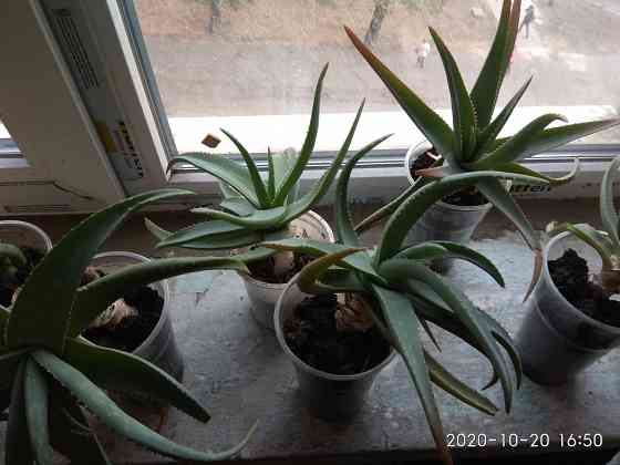 Продаются отростки Алоэ Вера Макеевка