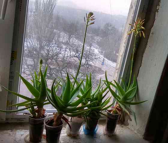 Продаются отростки Алоэ Вера Макеевка