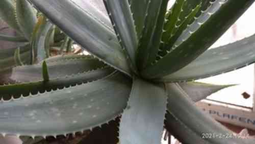 Продаются отростки Алоэ Вера Макеевка