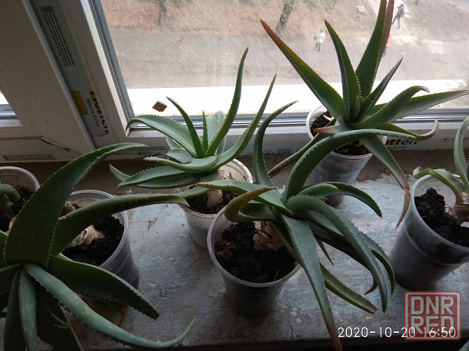 Продаются отростки Алоэ Вера Макеевка - изображение 1