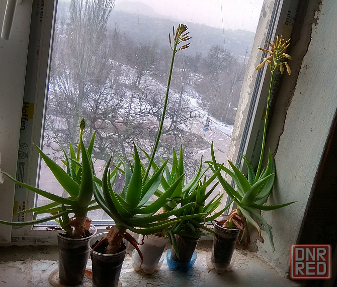 Продаются отростки Алоэ Вера Макеевка - изображение 2