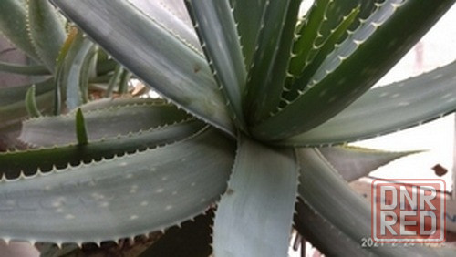 Продаются отростки Алоэ Вера Макеевка - изображение 3