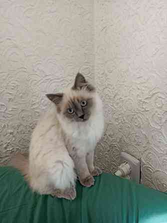 Продам кошечку Донецк