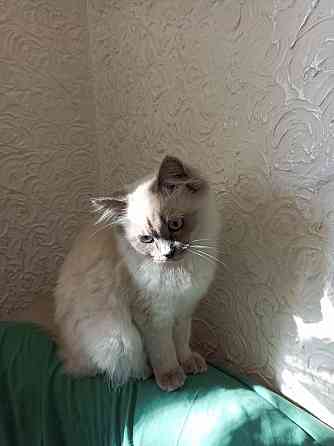 Продам кошечку Донецк