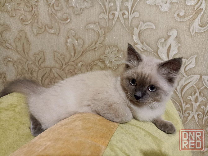 Продам кошечку Донецк - изображение 3