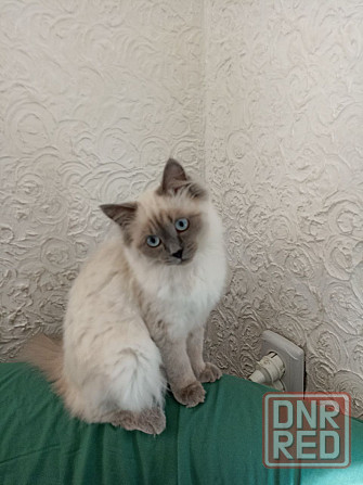 Продам кошечку Донецк - изображение 2