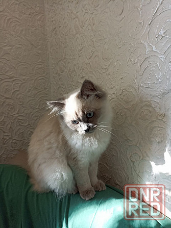 Продам кошечку Донецк - изображение 1