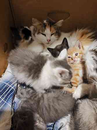 Котята в хорошие руки Донецк