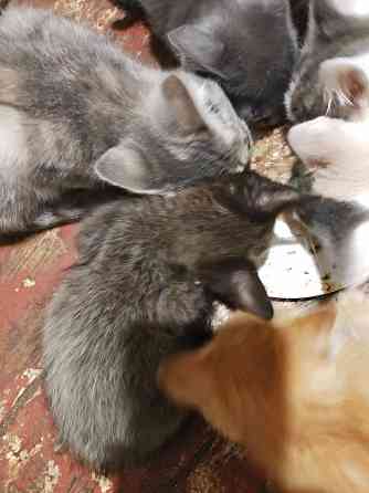 Котята в хорошие руки Донецк