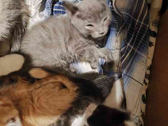 Котята в хорошие руки Донецк