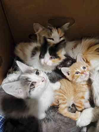 Котята в хорошие руки Донецк