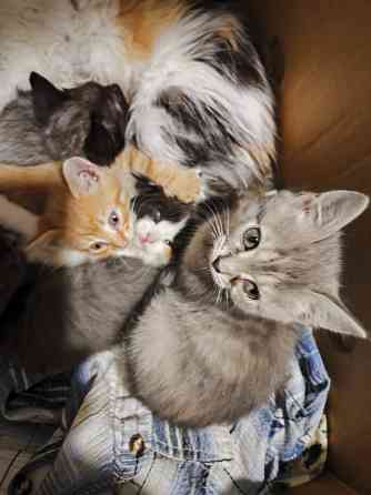 Котята в хорошие руки Донецк