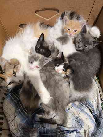 Котята в хорошие руки Донецк