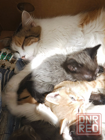 Котята в хорошие руки Донецк - изображение 7