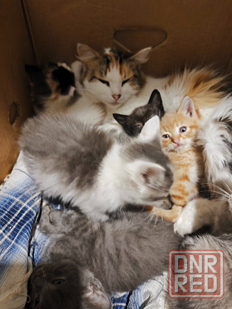 Котята в хорошие руки Донецк - изображение 2