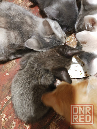 Котята в хорошие руки Донецк - изображение 4